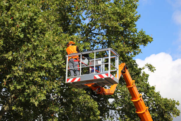 Best Root Management and Removal  in Lookout Mountain, GA